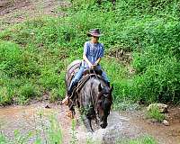 ranch-quarter-horse