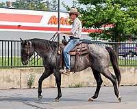 roping-quarter-horse