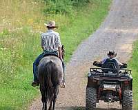 show-quarter-horse