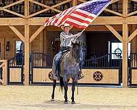 trail-quarter-horse