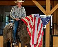 trail-riding-quarter-horse