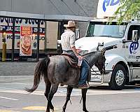 western-riding-quarter-horse