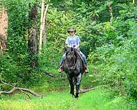 working-cattle-quarter-horse