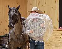 youth-quarter-horse