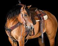athletic-quarter-horse