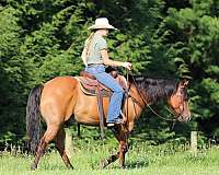 beginner-quarter-horse