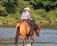flashy-quarter-horse