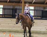 kid-safe-quarter-horse