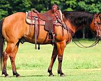 ranch-quarter-horse