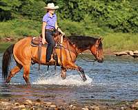 ranch-work-quarter-horse