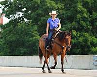 ridden-english-quarter-horse