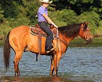 ridden-western-quarter-horse