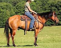 show-quarter-horse