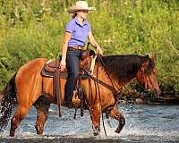 trail-quarter-horse