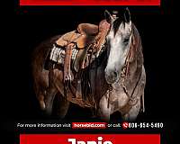 all-around-quarter-horse