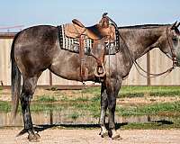 athletic-quarter-horse