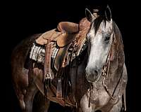 calf-roping-quarter-horse