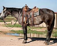 flashy-quarter-horse