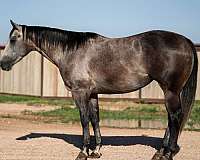 husband-safe-quarter-horse