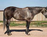 performance-quarter-horse