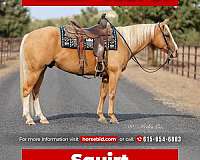 all-around-quarter-horse