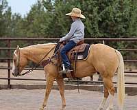 athletic-quarter-horse