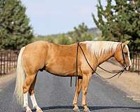calf-roping-quarter-horse