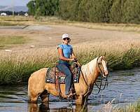 flashy-quarter-horse