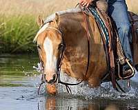 husband-safe-quarter-horse
