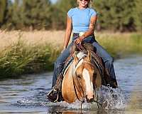 performance-quarter-horse