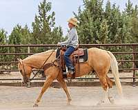 ranch-versatility-quarter-horse