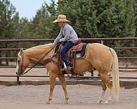roping-quarter-horse