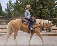 show-quarter-horse