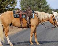 trail-quarter-horse