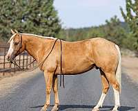 trail-riding-quarter-horse