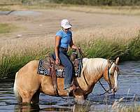 western-riding-quarter-horse