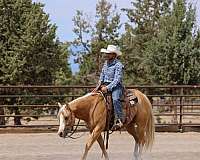 working-cattle-quarter-horse