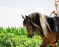 athletic-gypsy-vanner-horse
