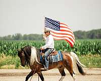 beginner-gypsy-vanner-horse
