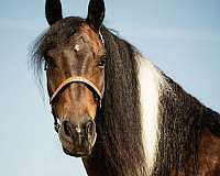 dressage-gypsy-vanner-horse