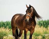 driving-gypsy-vanner-horse