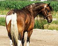 flashy-gypsy-vanner-horse