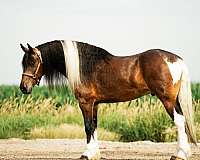 kid-safe-gypsy-vanner-horse