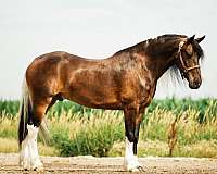 ridden-english-gypsy-vanner-horse