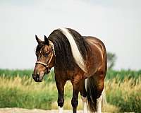 ridden-western-gypsy-vanner-horse