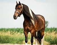 show-gypsy-vanner-horse