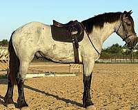 athletic-draft-horse