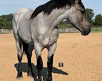 draft-horse