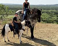 driving-draft-horse