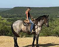flashy-draft-horse